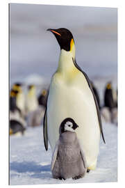 Gallery print Emperor penguin chick with its parents