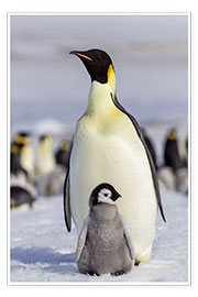 Wall print  Emperor penguin chick with its parents - Ellen Goff
