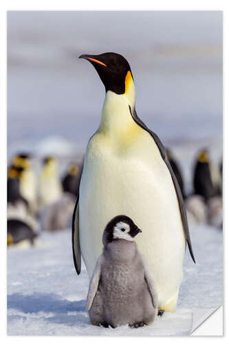 Vinilo para la pared Emperor penguin chick with its parents