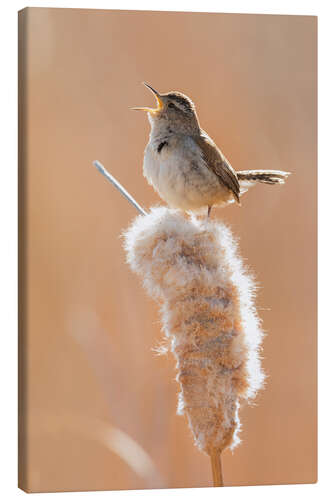 Lerretsbilde Singing wren