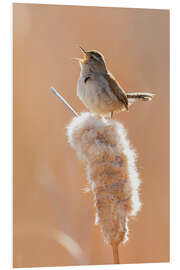 Foam board print Singing wren