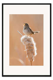 Gerahmter Kunstdruck Singender Zaunkönig