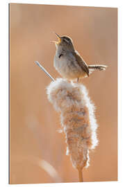 Gallery print Singing wren