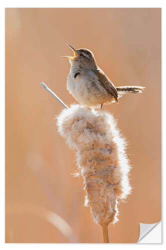 Vinilo para la pared Singing wren