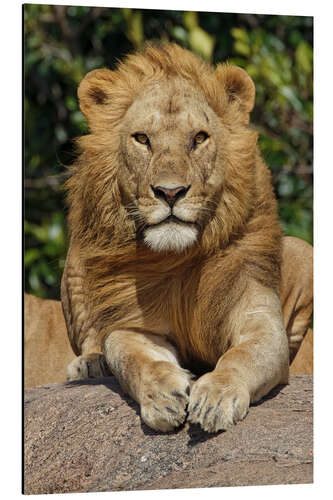 Aluminium print Lion is resting on a ledge