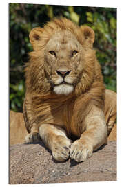 Quadro em plexi-alumínio Lion is resting on a ledge