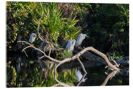 Quadro em acrílico Great Egret