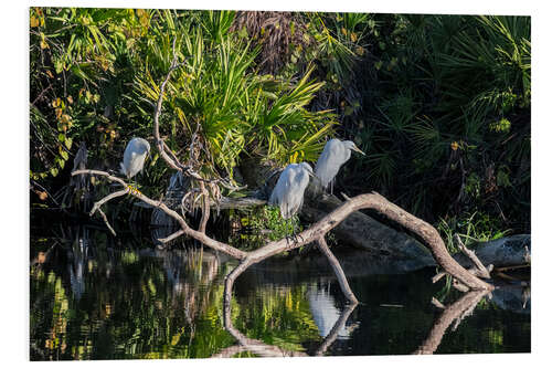 PVC print Great Egret