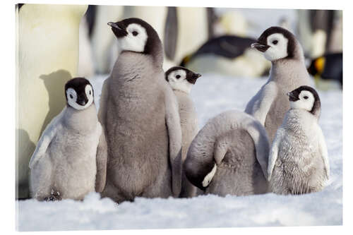 Akrylglastavla Group of emperor penguin chicks
