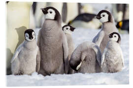 Acrylic print Group of emperor penguin chicks