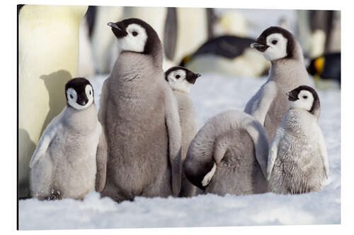 Cuadro de aluminio Group of emperor penguin chicks