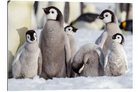 Galleriprint Group of emperor penguin chicks