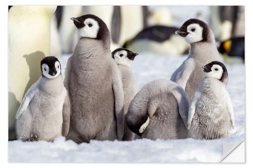 Sisustustarra Group of emperor penguin chicks