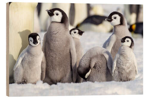 Wood print Group of emperor penguin chicks