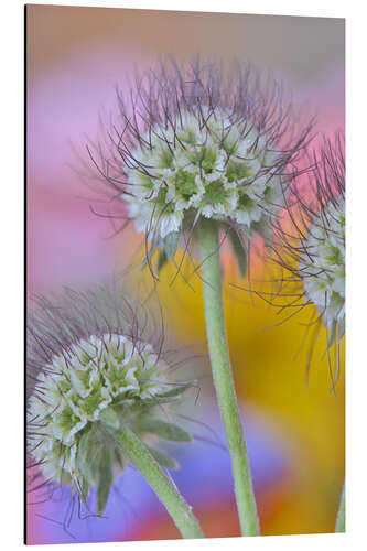 Aluminium print Seed heads of the Scabiosa flowers