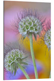 Alubild Samenköpfe der Scabiosa-Blüten