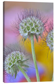 Leinwandbild Samenköpfe der Scabiosa-Blüten