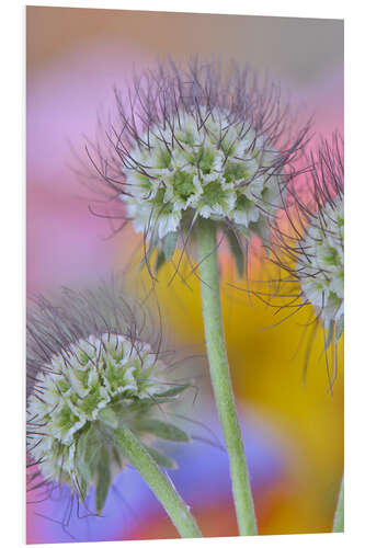 Foam board print Seed heads of the Scabiosa flowers