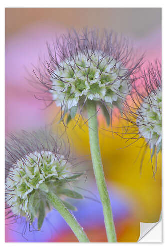 Selvklæbende plakat Seed heads of the Scabiosa flowers