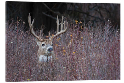 Stampa su vetro acrilico White-tailed deer in cover