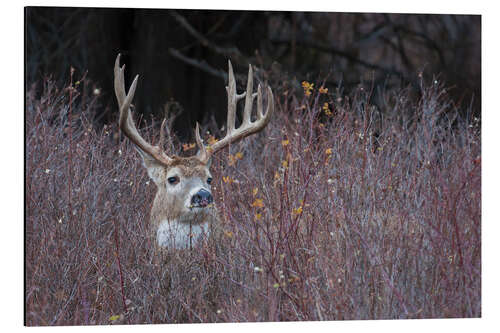 Aluminium print White-tailed deer in cover