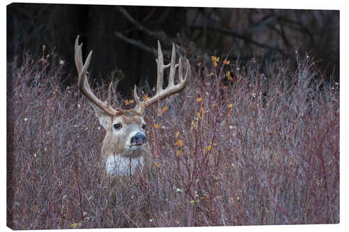 Canvas print White-tailed deer in cover