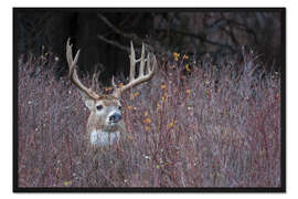 Gerahmter Kunstdruck Weißwedelhirsch in Deckung