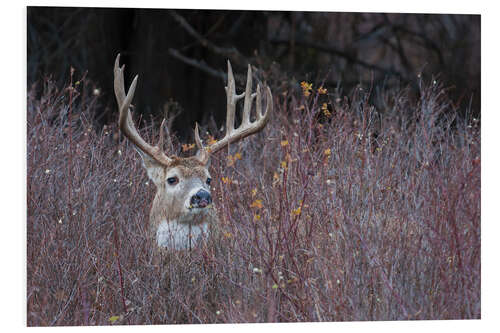 Foam board print White-tailed deer in cover