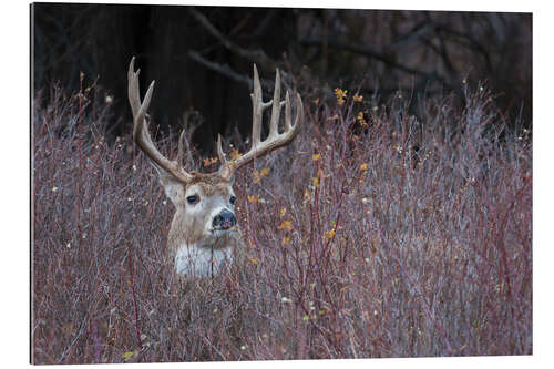 Gallery print White-tailed deer in cover