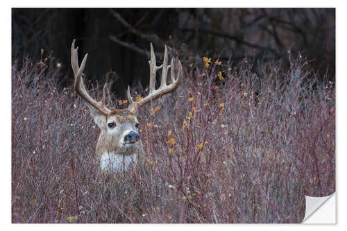 Sticker mural White-tailed deer in cover