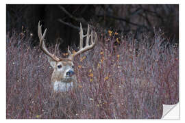 Naklejka na ścianę White-tailed deer in cover