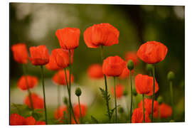 Aluminium print Red poppies in summer