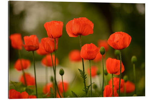 Gallery print Red poppies in summer