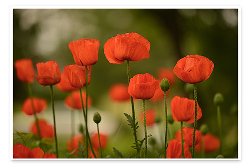 Poster Red poppies in summer