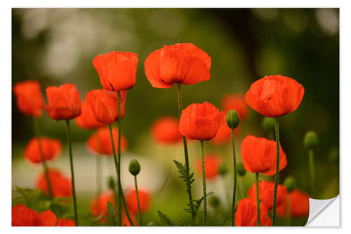 Selvklebende plakat Red poppies in summer