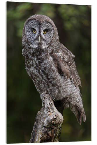 Akryylilasitaulu Great grey owl