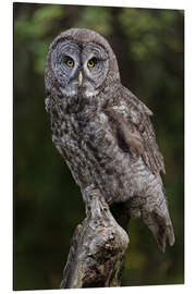 Aluminium print Great grey owl