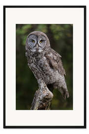 Gerahmter Kunstdruck Steinkauz