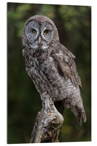 Quadro em plexi-alumínio Great grey owl