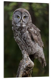 Cuadro de plexi-alu Great grey owl