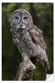 Naklejka na ścianę Great grey owl