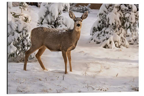 Aluminiumsbilde Mule deer doe in fresh snow