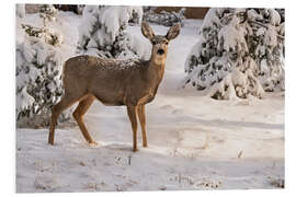 Quadro em PVC Mule deer doe in fresh snow