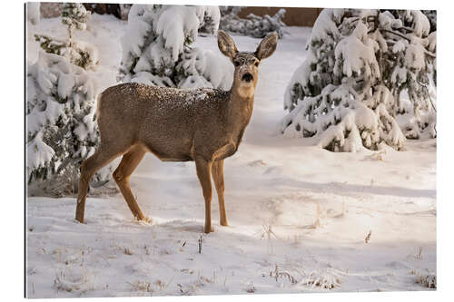 Tableau en plexi-alu Mule deer doe in fresh snow