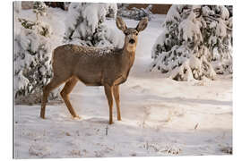 Gallery Print Maultierhirsch-Ricke im Neuschnee