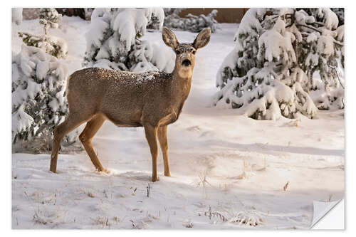 Naklejka na ścianę Mule deer doe in fresh snow