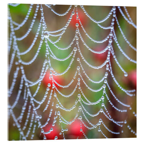 Obraz na szkle akrylowym Dew drops on a cobweb