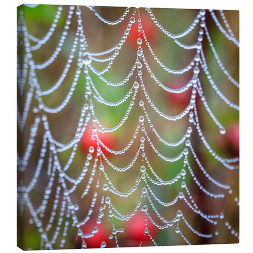 Canvastavla Dew drops on a cobweb