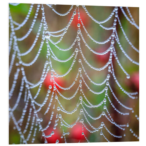 Tableau en PVC Dew drops on a cobweb