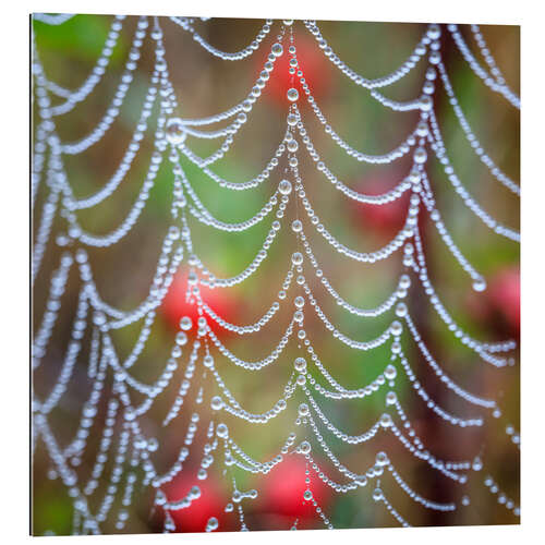 Quadro em plexi-alumínio Dew drops on a cobweb